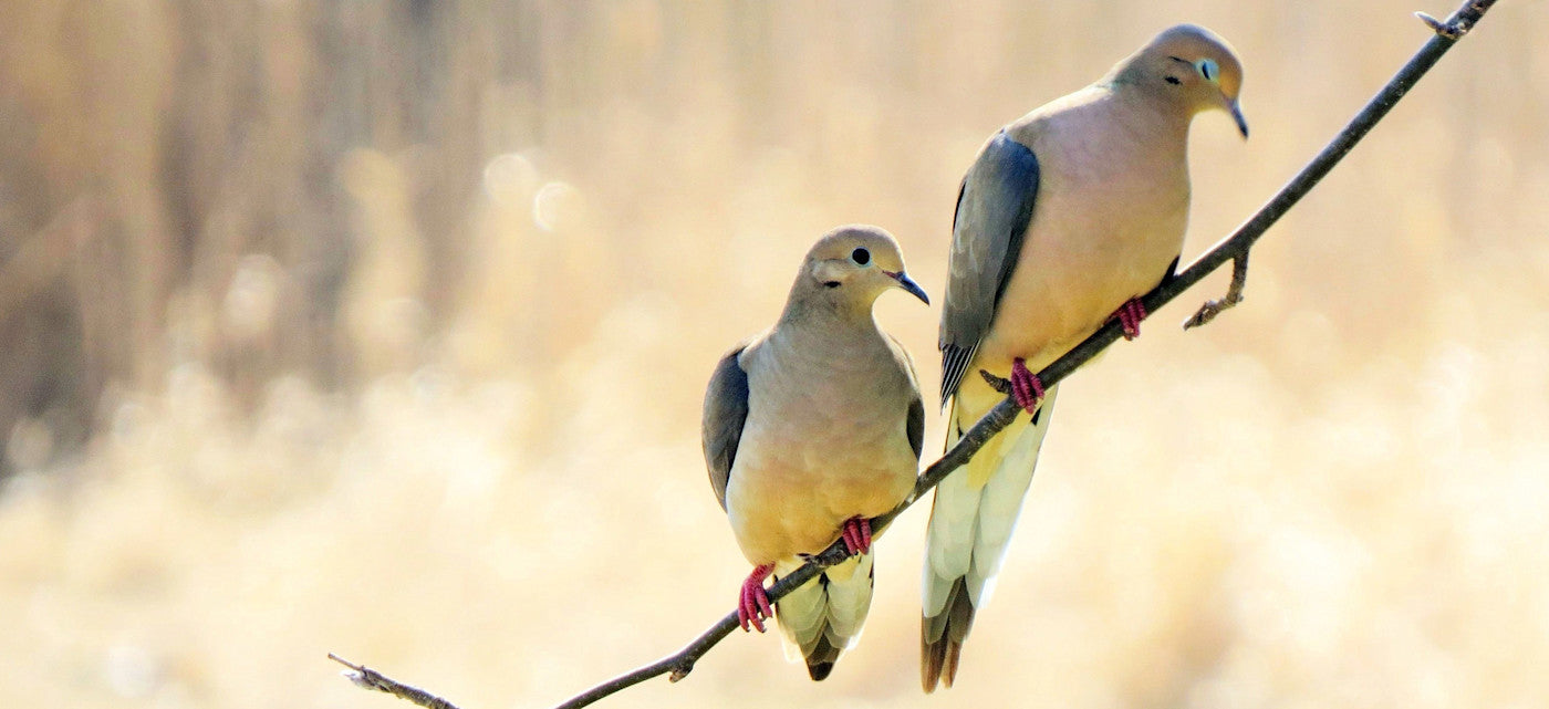 DIY Bird Feeder and Planter