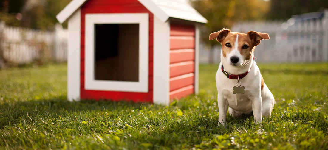 How to Clean a Dog House Naturally