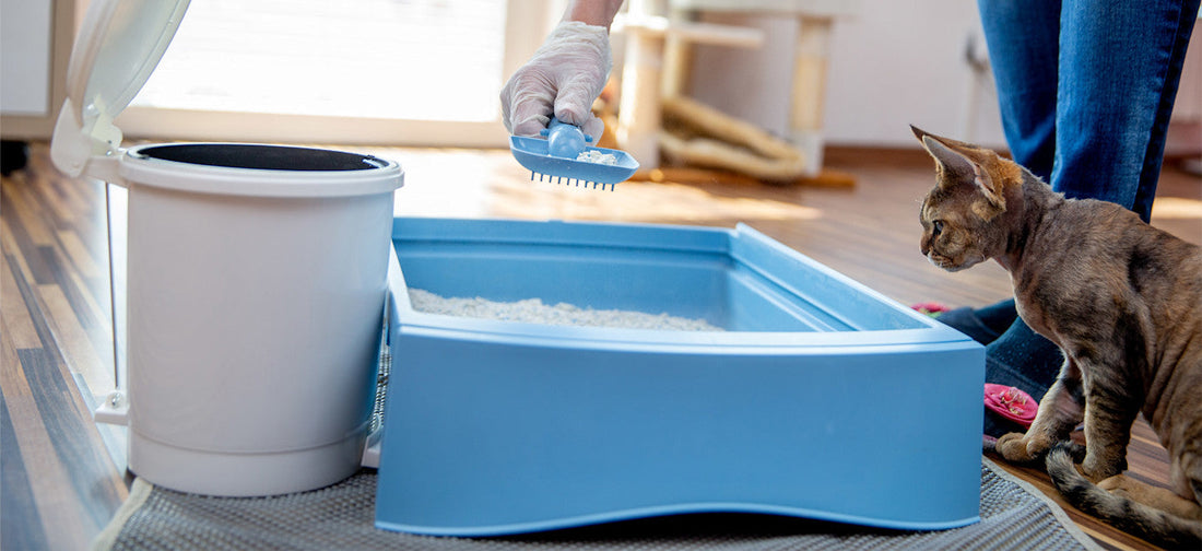 How to Clean a Litter Box